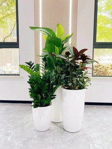 宁波鄞州绿植租赁方案